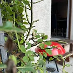Alpina Haus Apartament